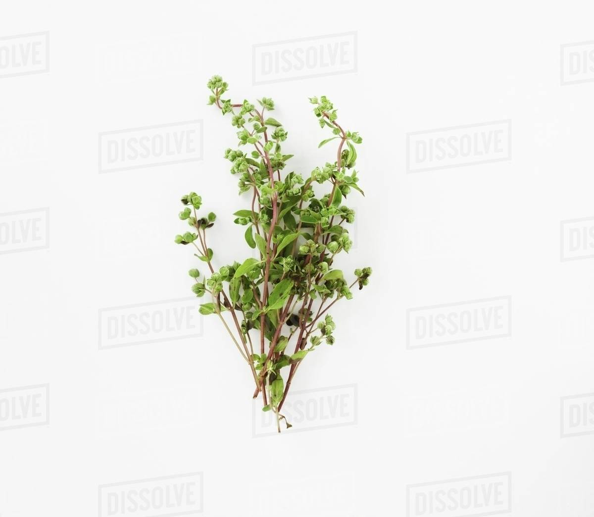 Fresh marjoram Stock Photo Dissolve