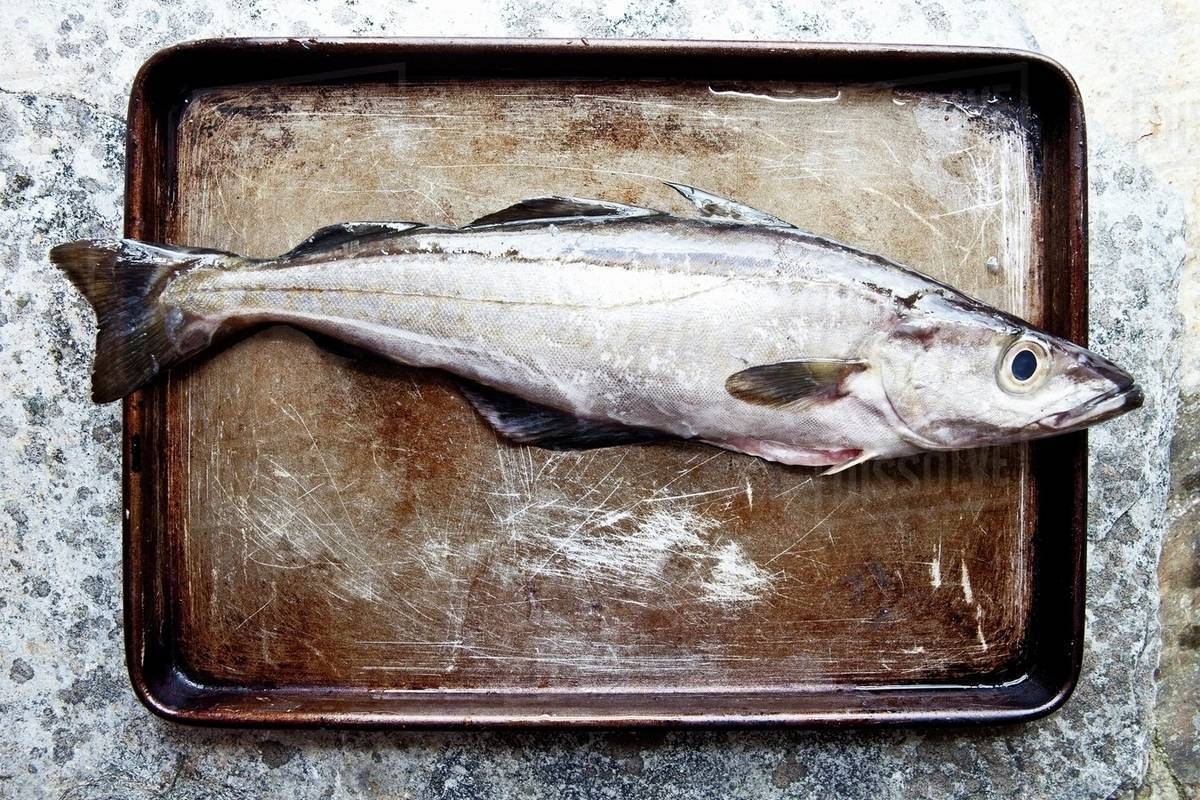 Freshly caught Cornish pollock on a baking tray Stock Photo Dissolve