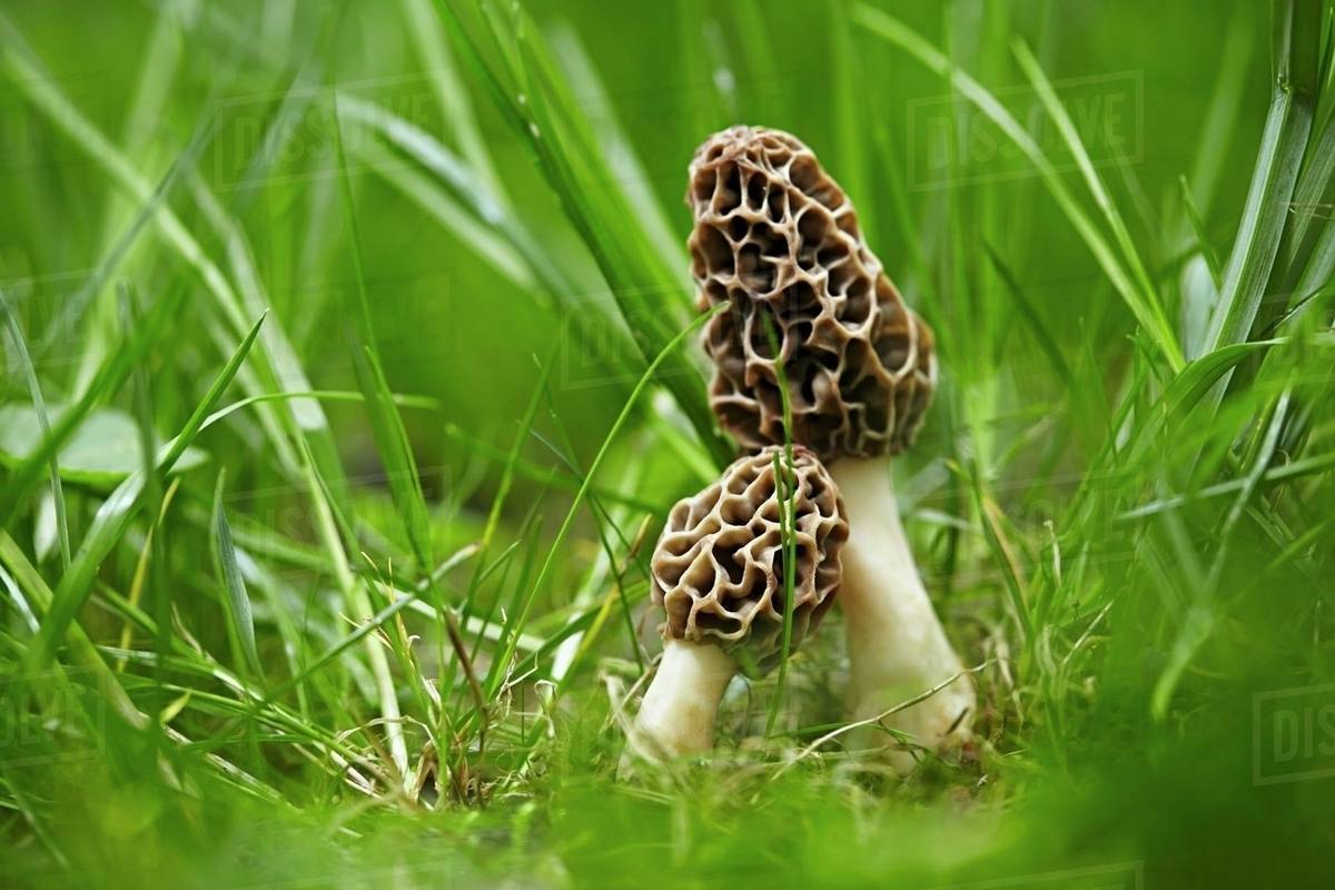 Do Morels Grow In Grass at Anne Ellis blog
