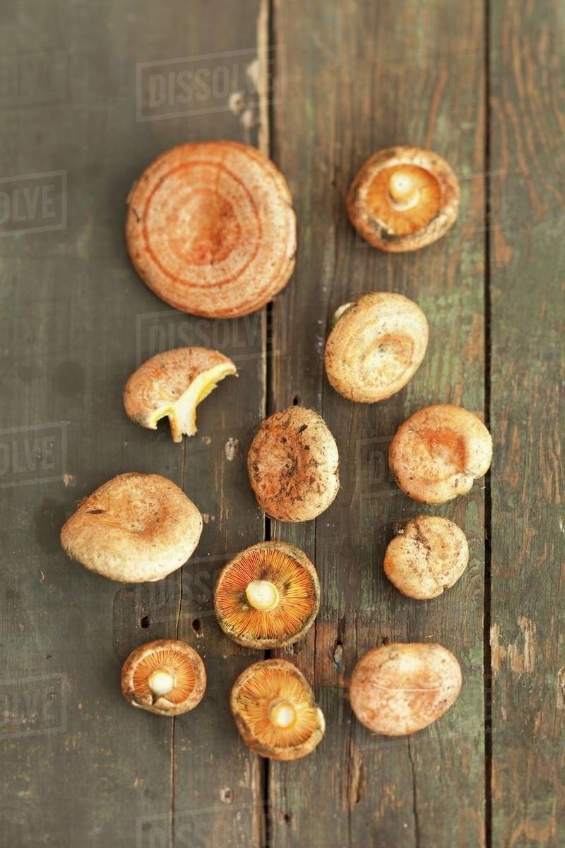 Red pine mushrooms (lactarius deliciosus) Stock Photo Dissolve