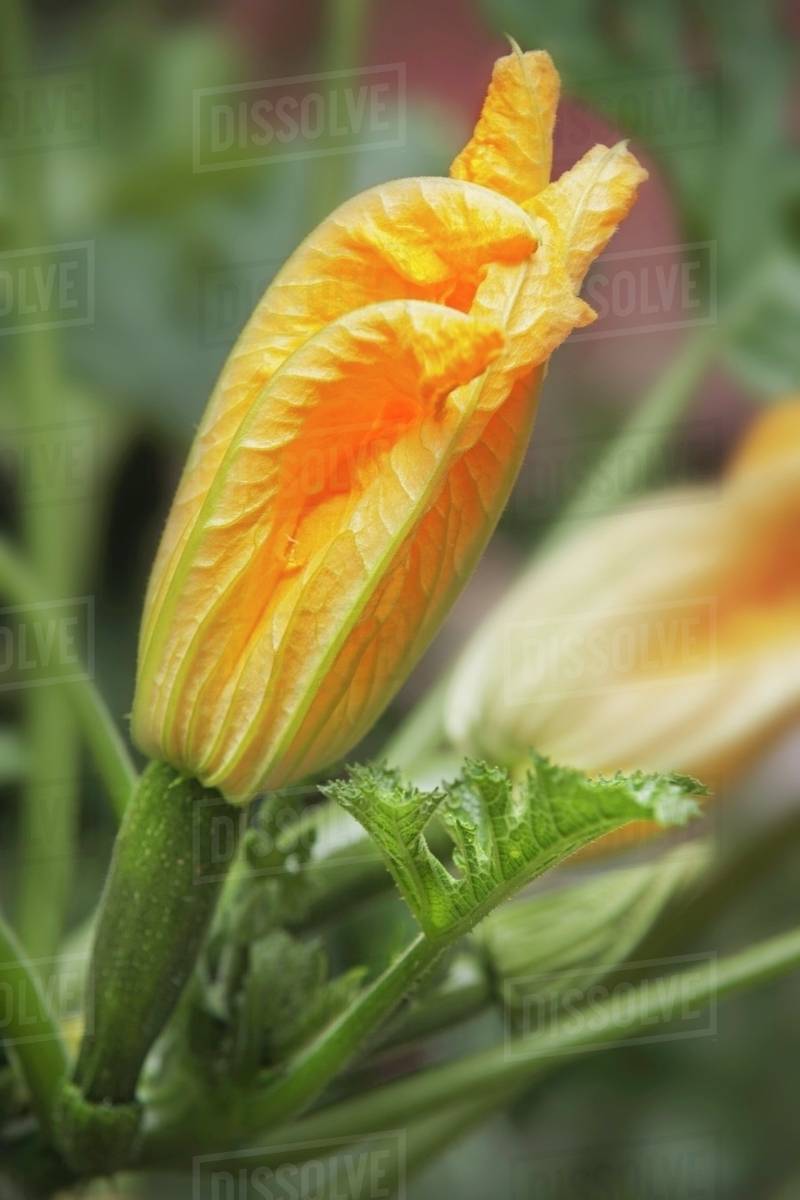 Courgette flowers in a field Stock Photo Dissolve