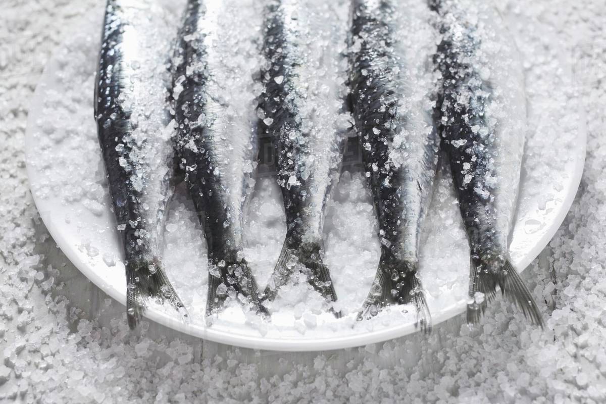 Sardines covered in salt Stock Photo Dissolve