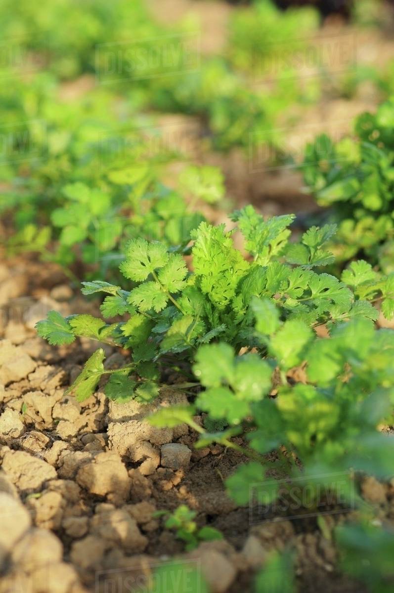 Coriander plants growing in the field Stock Photo Dissolve
