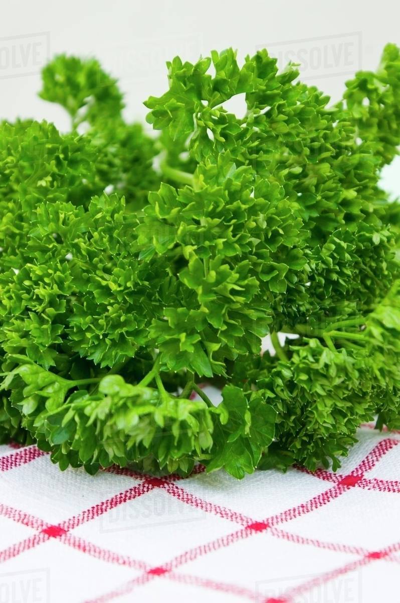 Curlyleaf parsley (closeup) Stock Photo Dissolve