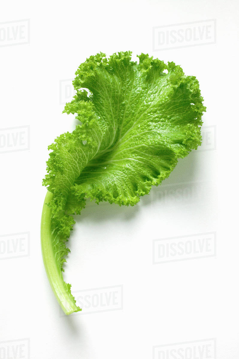 Leaf of curly mustard greens Stock Photo Dissolve