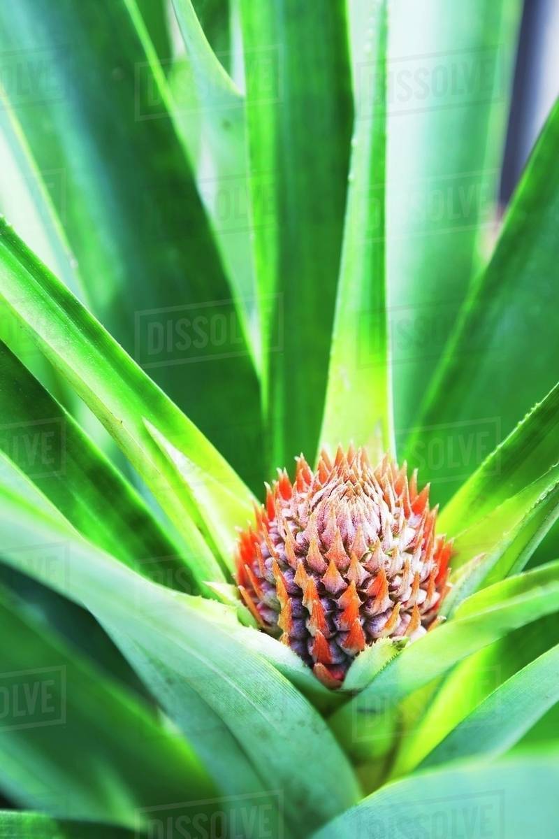 Baby Pineapple Plant - Royalty-free Stock Photo | Dissolve