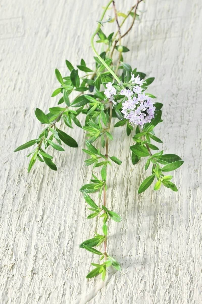 A bunch of thyme Stock Photo Dissolve