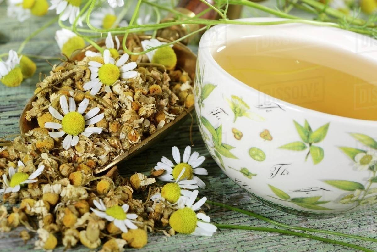 A Cup Of Chamomile Tea With Flowers D1062 77 933 A Cup Of Chamomile Tea With Flowers D1062 77 933