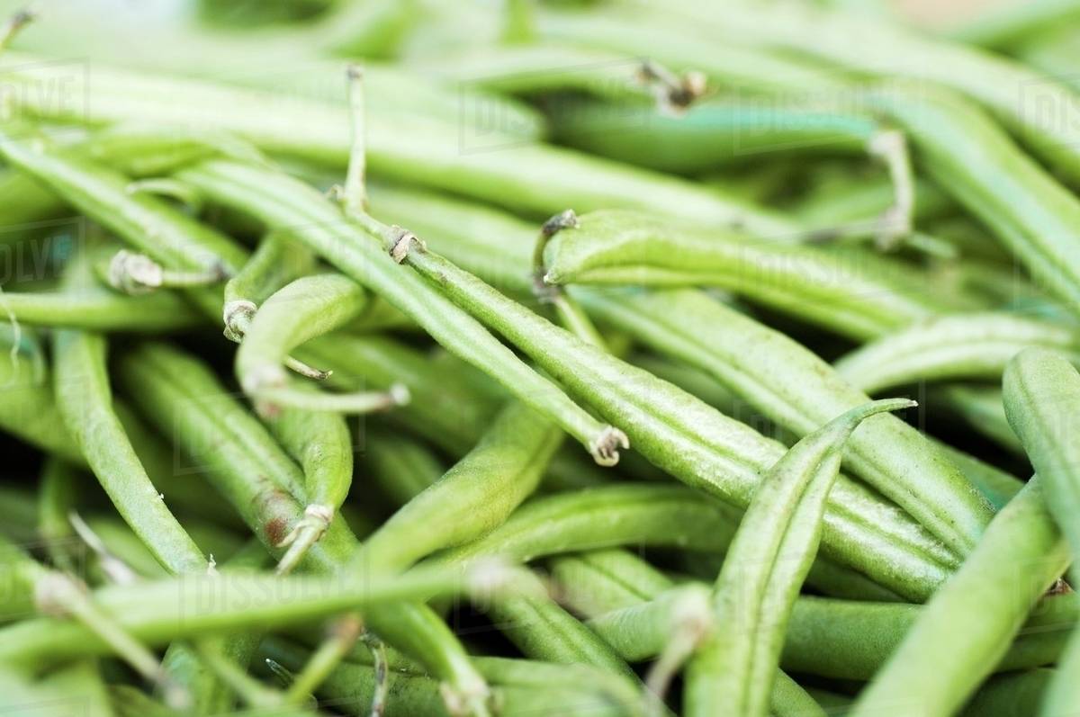 Dwarf green beans Stock Photo Dissolve