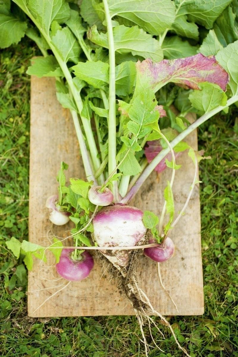 Turnips with roots, leaves and soil Stock Photo Dissolve