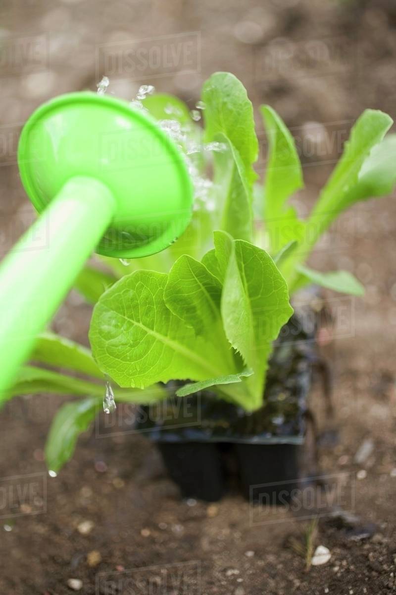 Watering lettuce plants Stock Photo Dissolve