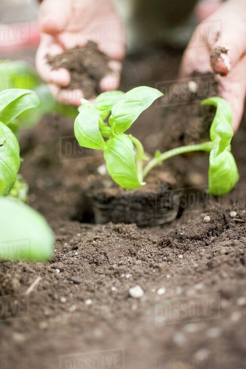 Planting basil in soil Stock Photo Dissolve