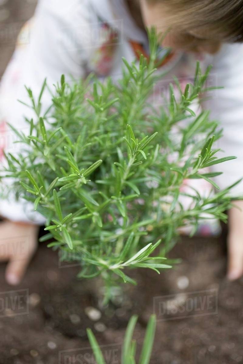 Child planting rosemary in soil Stock Photo Dissolve