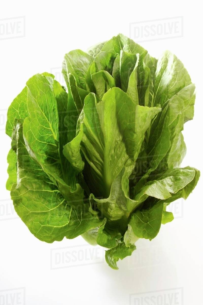 Looseleaf lettuce Stock Photo Dissolve