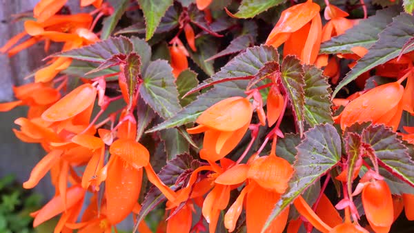 Orange Flowers With Purple Leaves In The Garden Stock Video Orange Flowers With Purple Leaves In