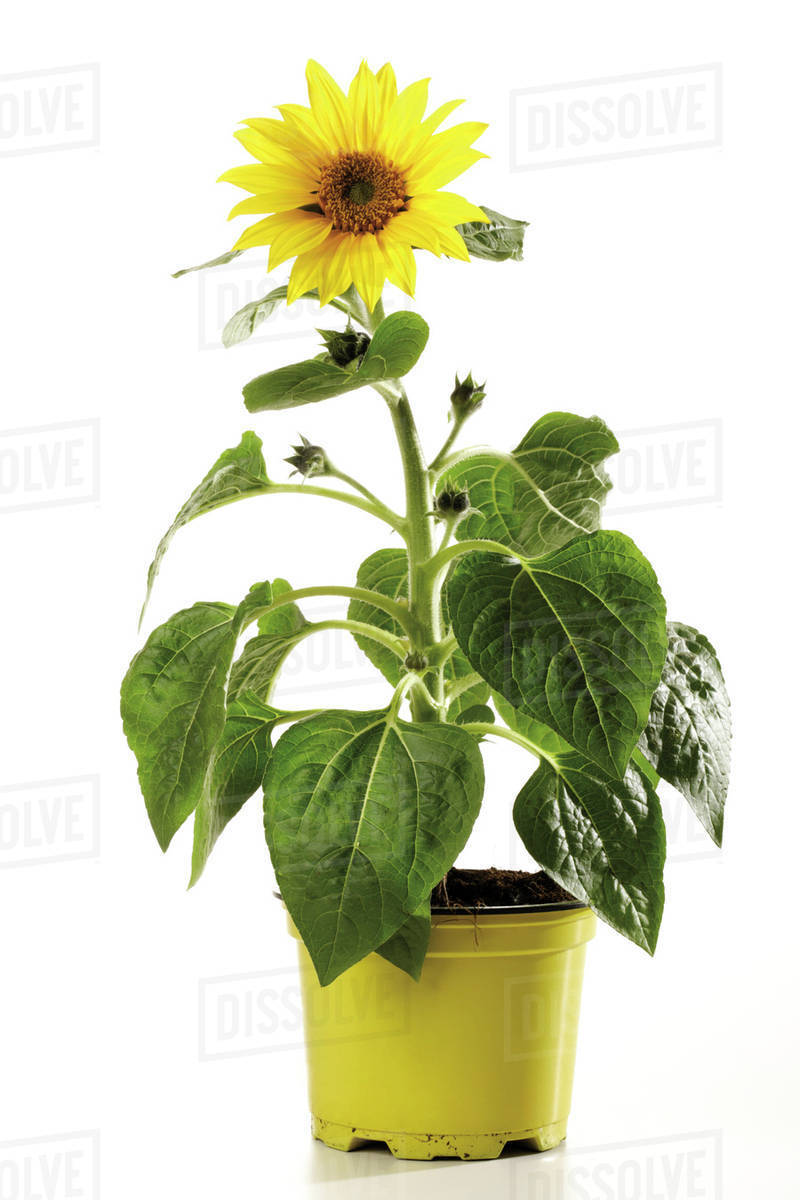 Potted sunflower, closeup Stock Photo Dissolve