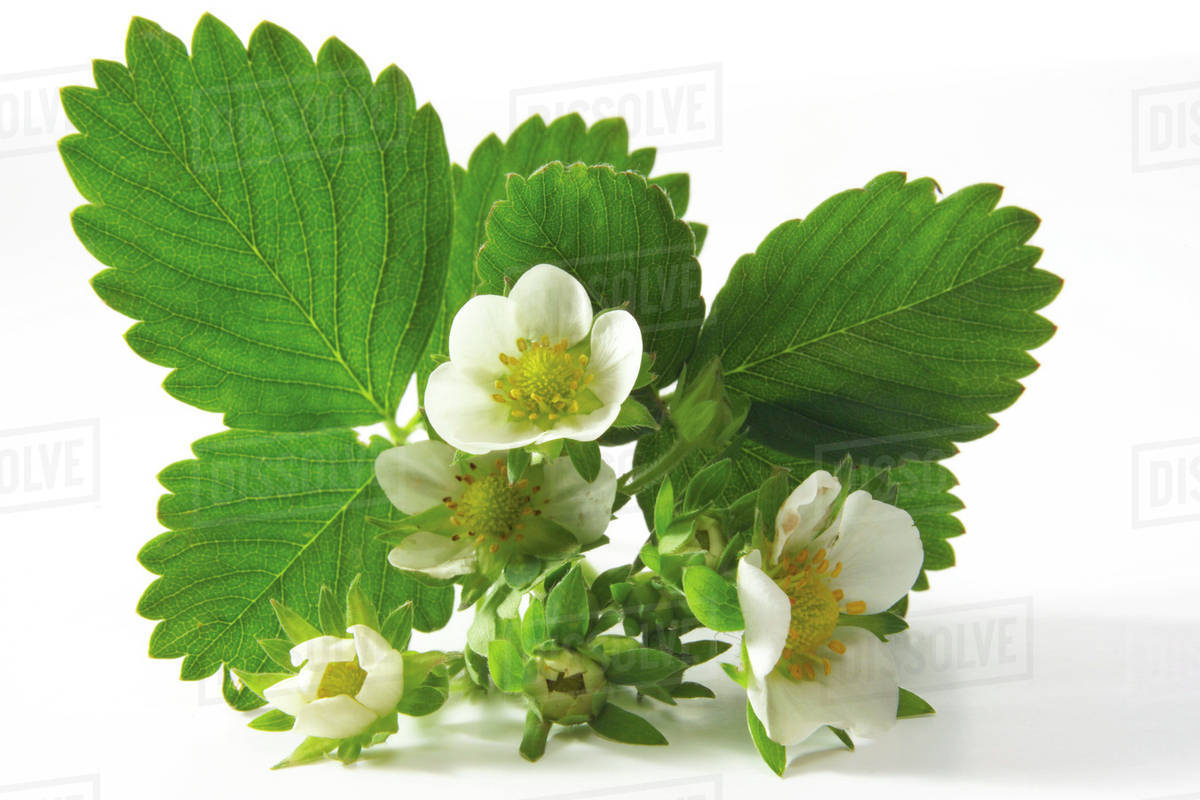 Strawberry bloom Stock Photo Dissolve