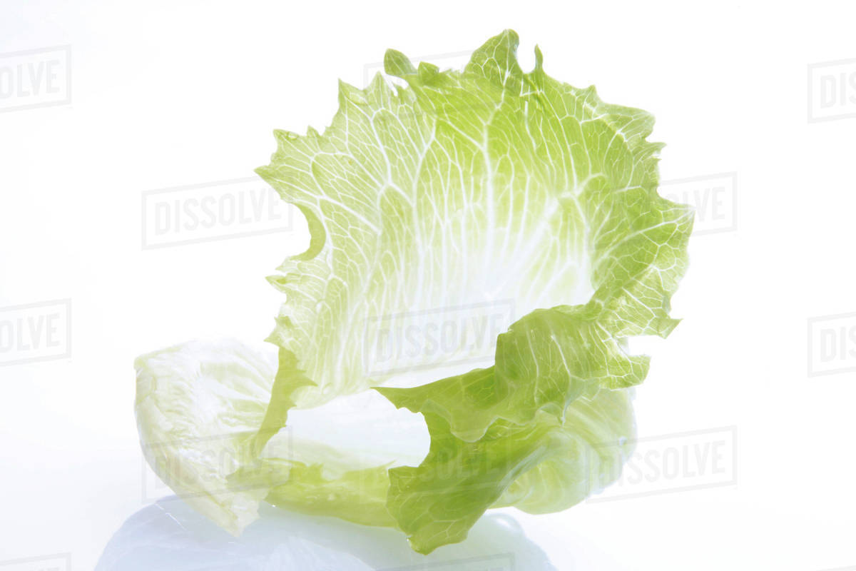 Iceberg Lettuce Leaf Stock Photo Dissolve
