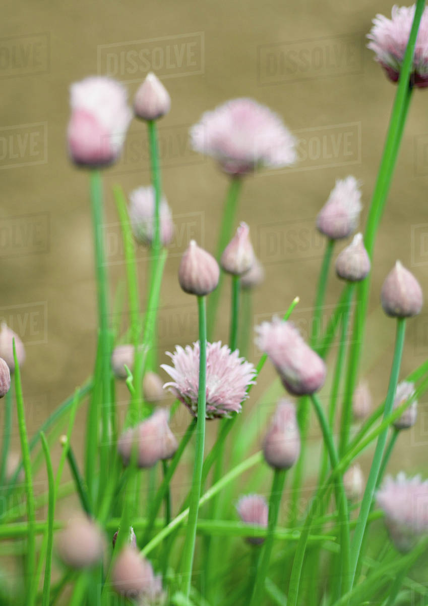Chives blooming Stock Photo Dissolve