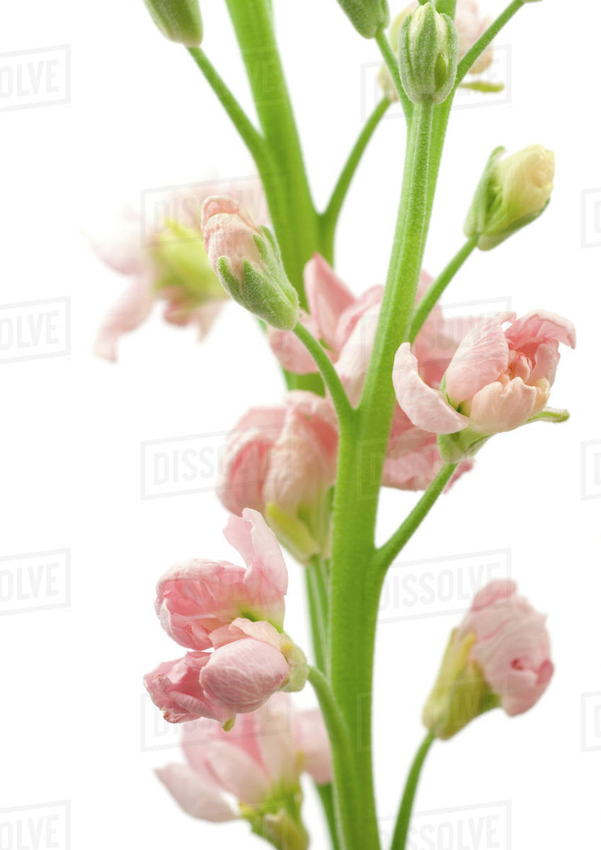 Pink wallflower, closeup Stock Photo Dissolve