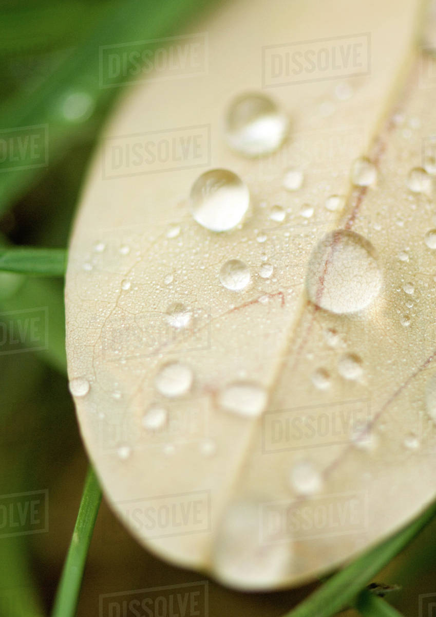 Wet leaf Stock Photo Dissolve