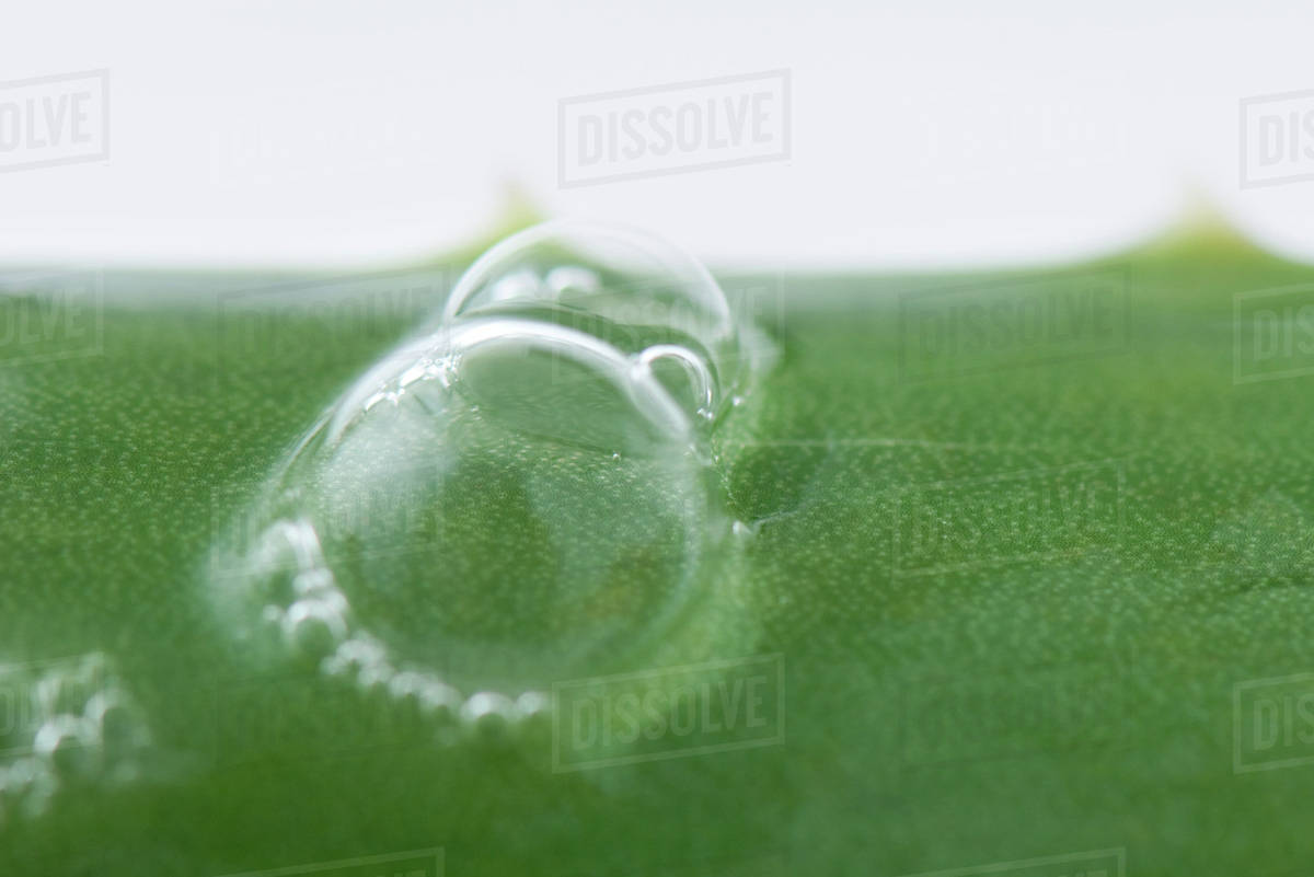 Bubbles on aloe vera leaf, extreme close-up - Royalty-free Stock Photo |  Dissolve