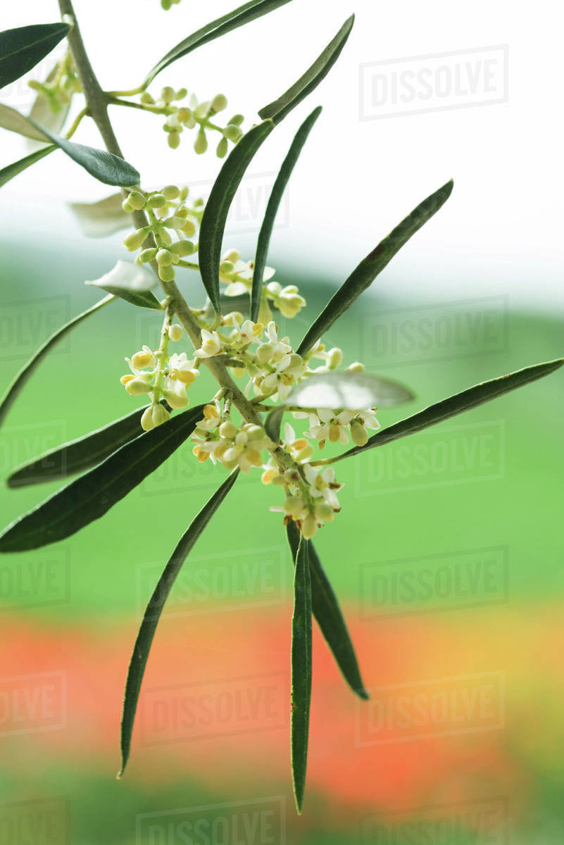 Flowering olive branch, closeup Stock Photo Dissolve