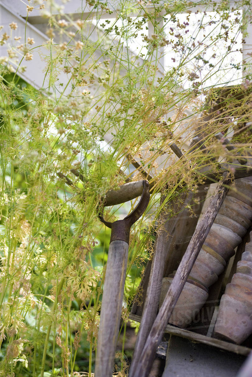 Gardening tools in overgrown garden Stock Photo Dissolve