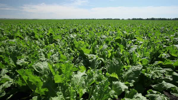 sugar beet growing field of ripening sugar beet stock video growing sugar beet
