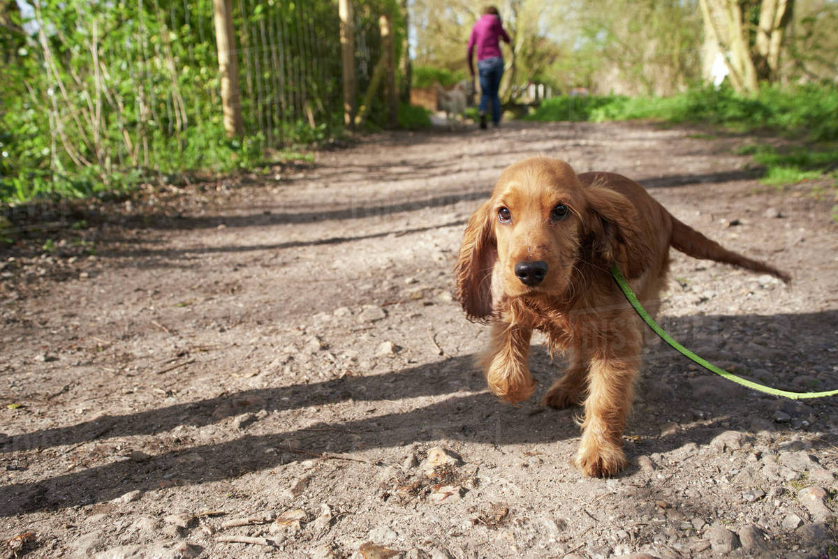 Cocker spaniel puppy on outdoor walk with owner Stock Photo Dissolve
