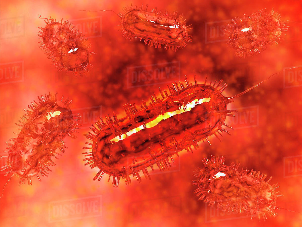 Group of Escherichia coli bacteria cells, known as E. Coli. - Royalty ...