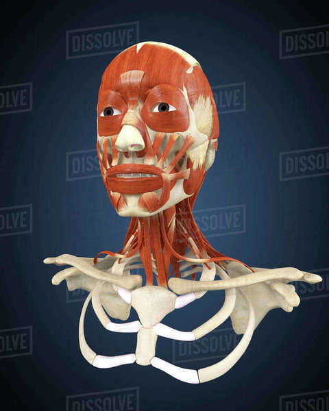Human face with bone and muscles. - Royalty-free Stock Photo | Dissolve