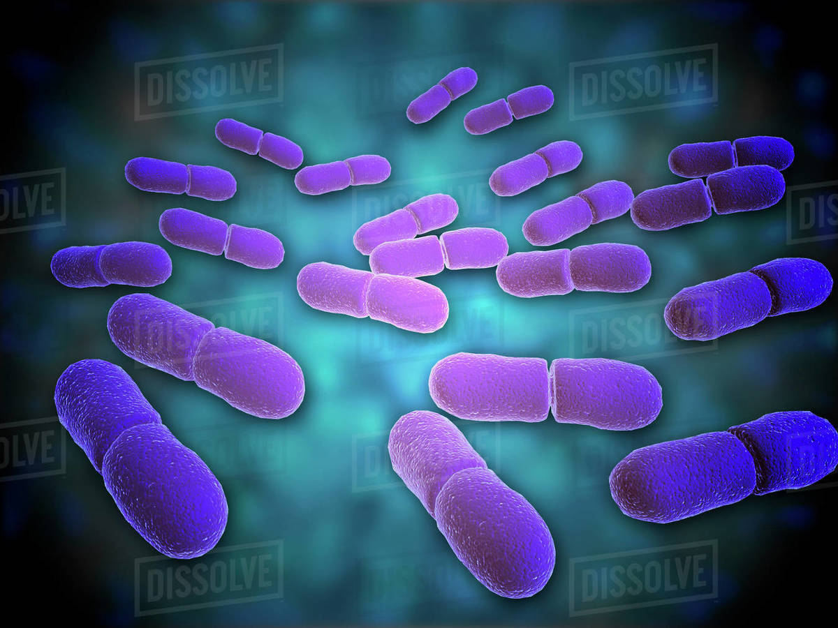 Microscopic view of Listeria monocytogenes. Listeria monocytogenes is