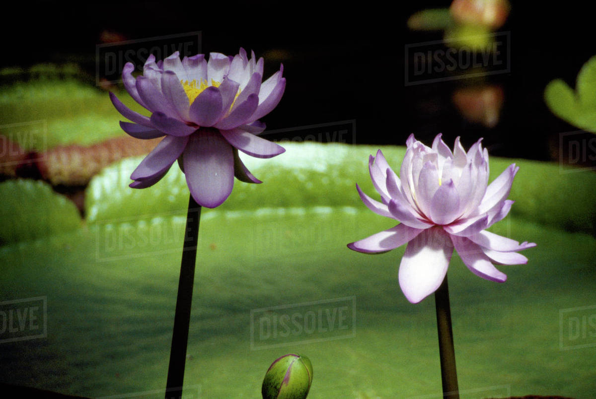 Close up of water lilies Stock Photo Dissolve