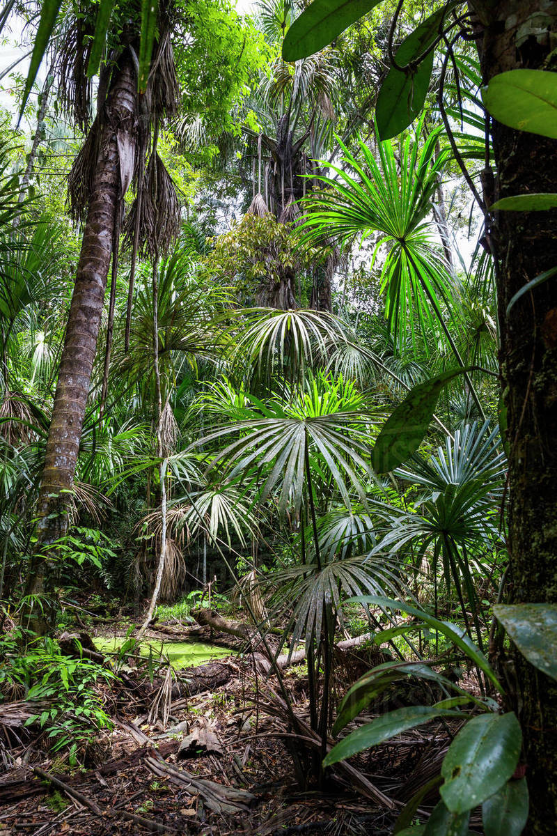 Image result for lowland rainforest
