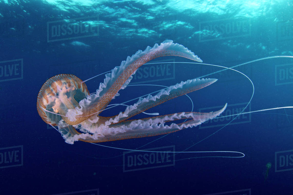 Purple Stinger Jellyfish Pelagia Noctiluca Santa Santa Maria Island 