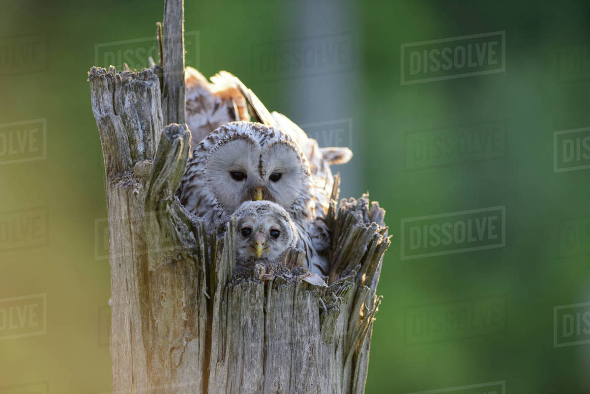 Ural owl (Strix uralensis) female on the nest with a nestling, Southern