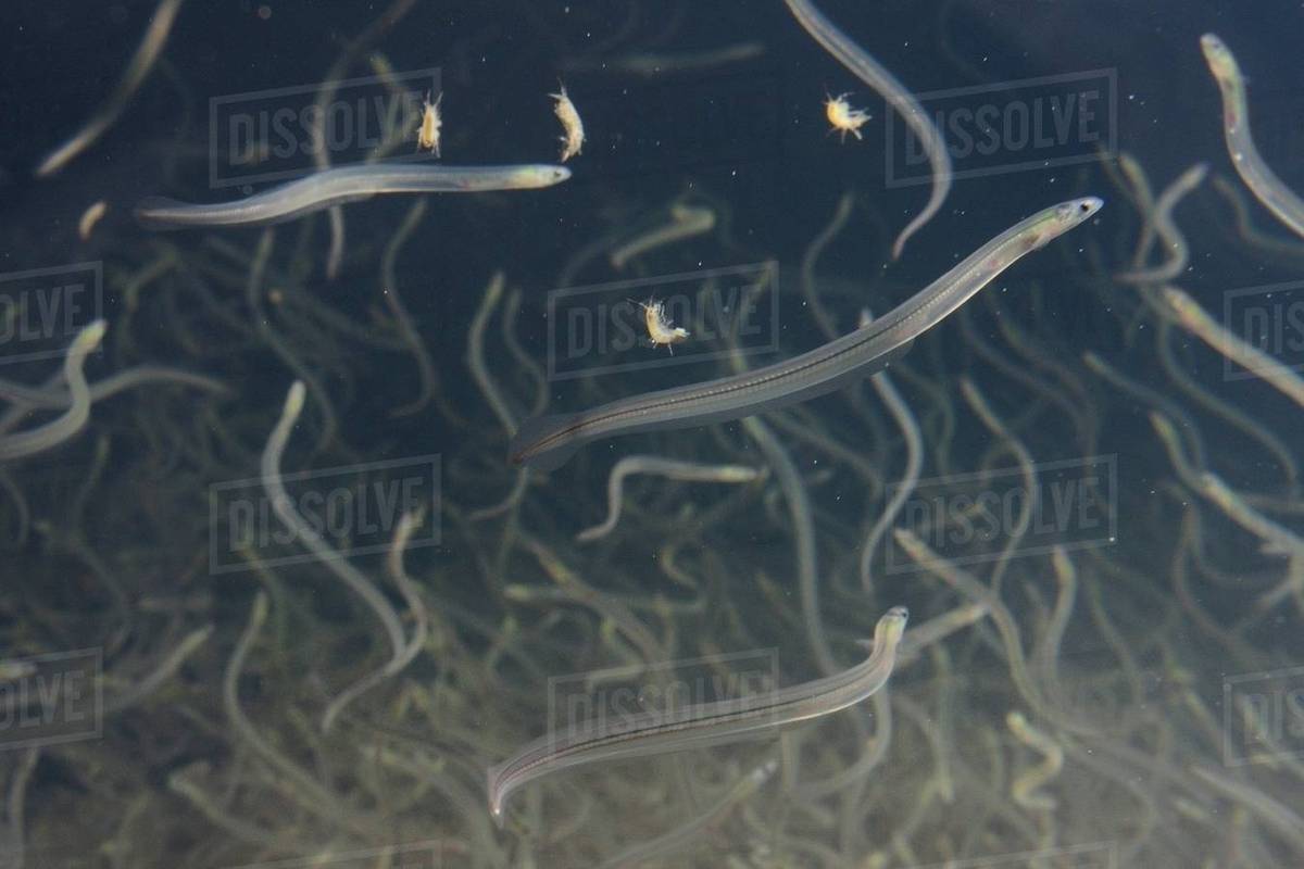 Young European eel (Anguilla anguilla) elvers, or glass eels, caught