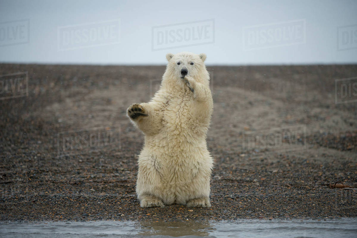 Polar bear (Ursus maritimus) spring cub sitting upright on hind legs