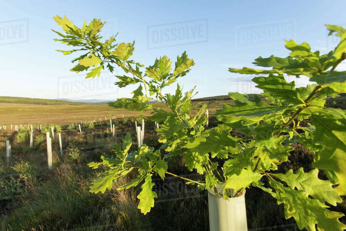 Oak sapling (Quercus robor) growing in tree guard on newly planted area