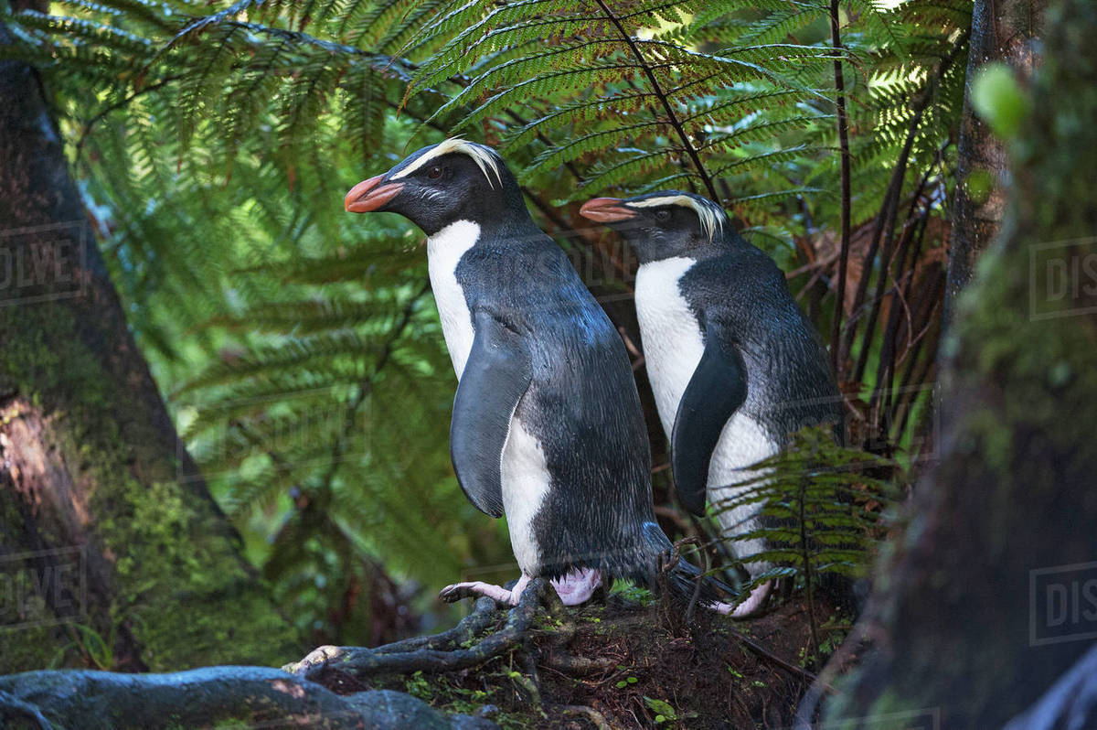 Fiordland crested penguins (Eudyptes pachyrhynchus) in dense coastal
