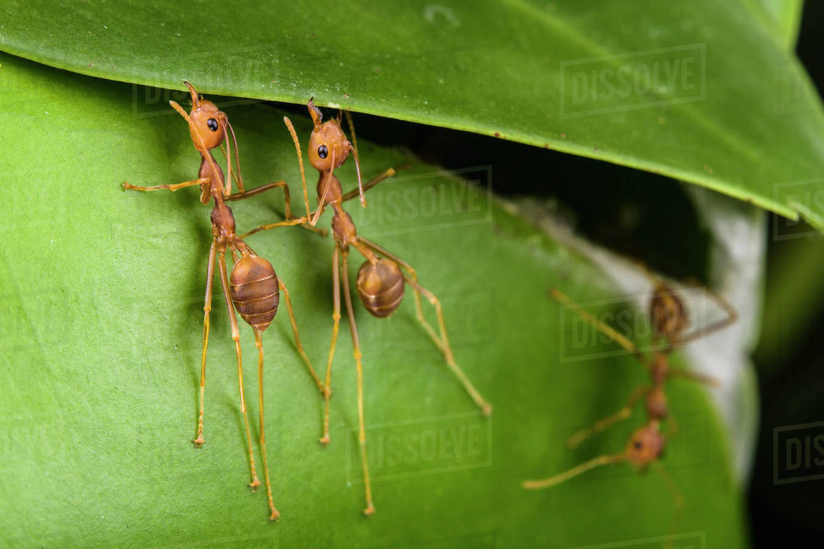 Weaver ants (Oecophylla smaragdina) building nest by gluing leaves ...