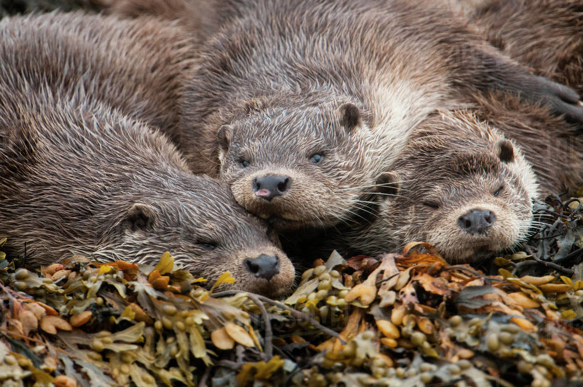 A family of otters rest on the intertidal seaweed. European river otter