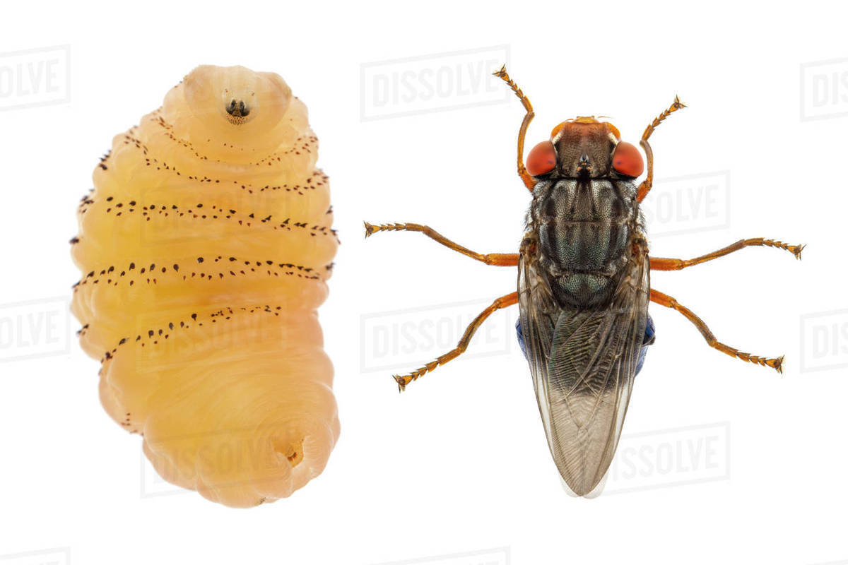 Human botfly (Dermatobia hominis), adult and larva. Cayo District ...