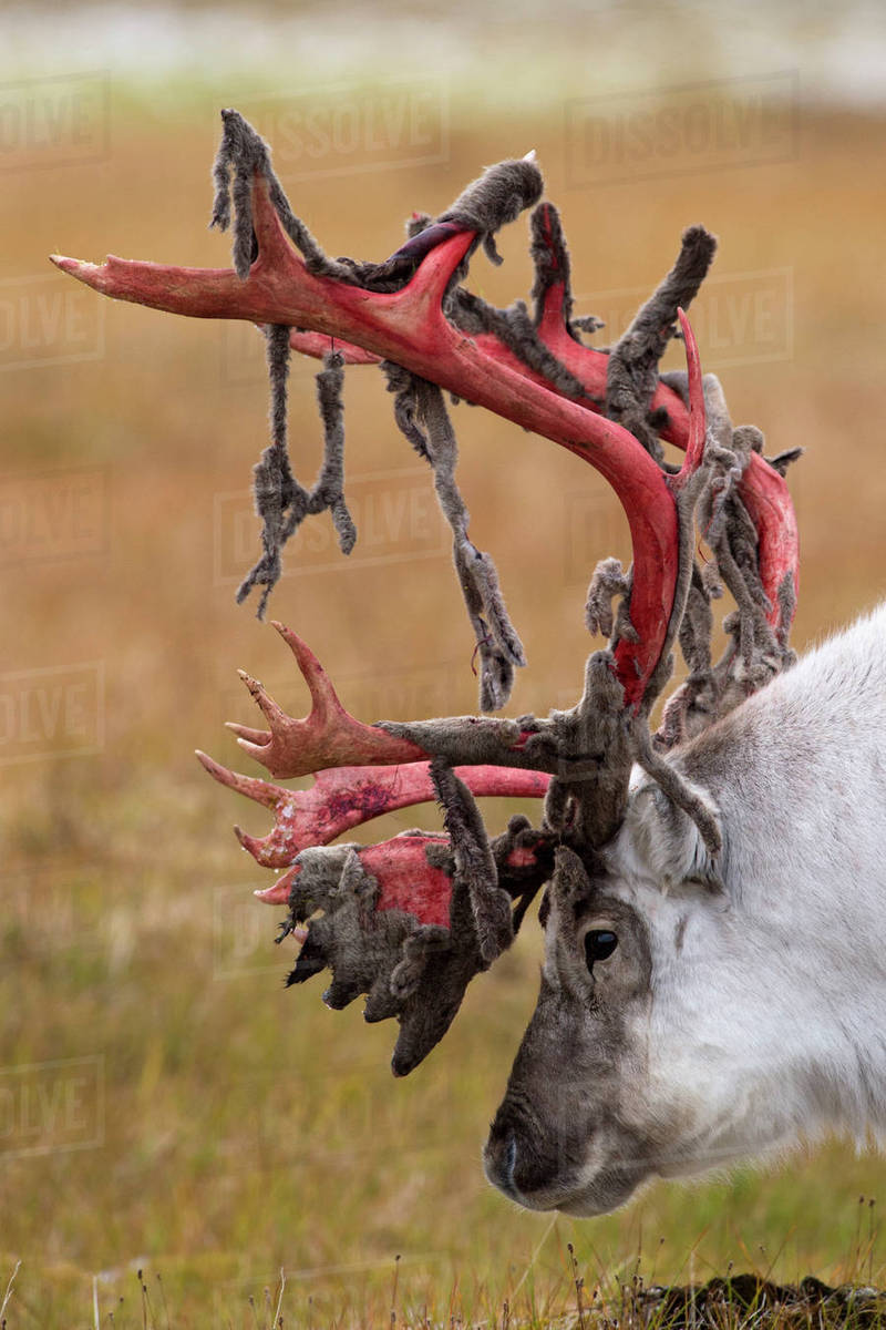  Wild Caribou No Color Added To The Antlers That s How They Look
