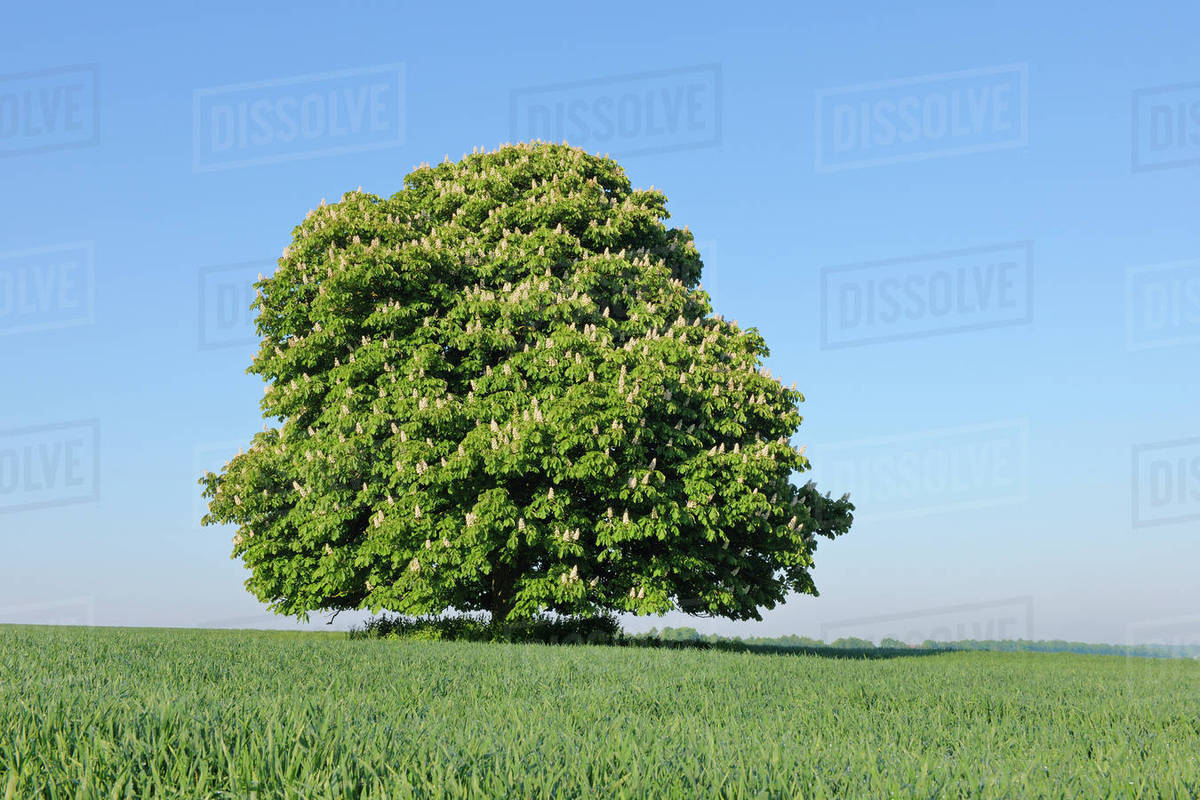Horse Chestnut Tree (Aesculus hippocastanum) in Bloom in Spring