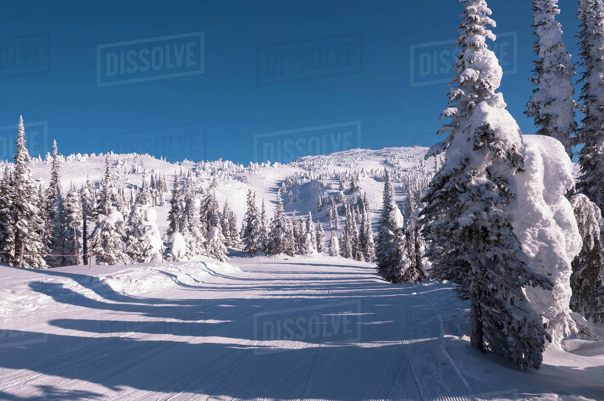 Snow Covered Trees, Big White Mountain, Kelowna, British Columbia