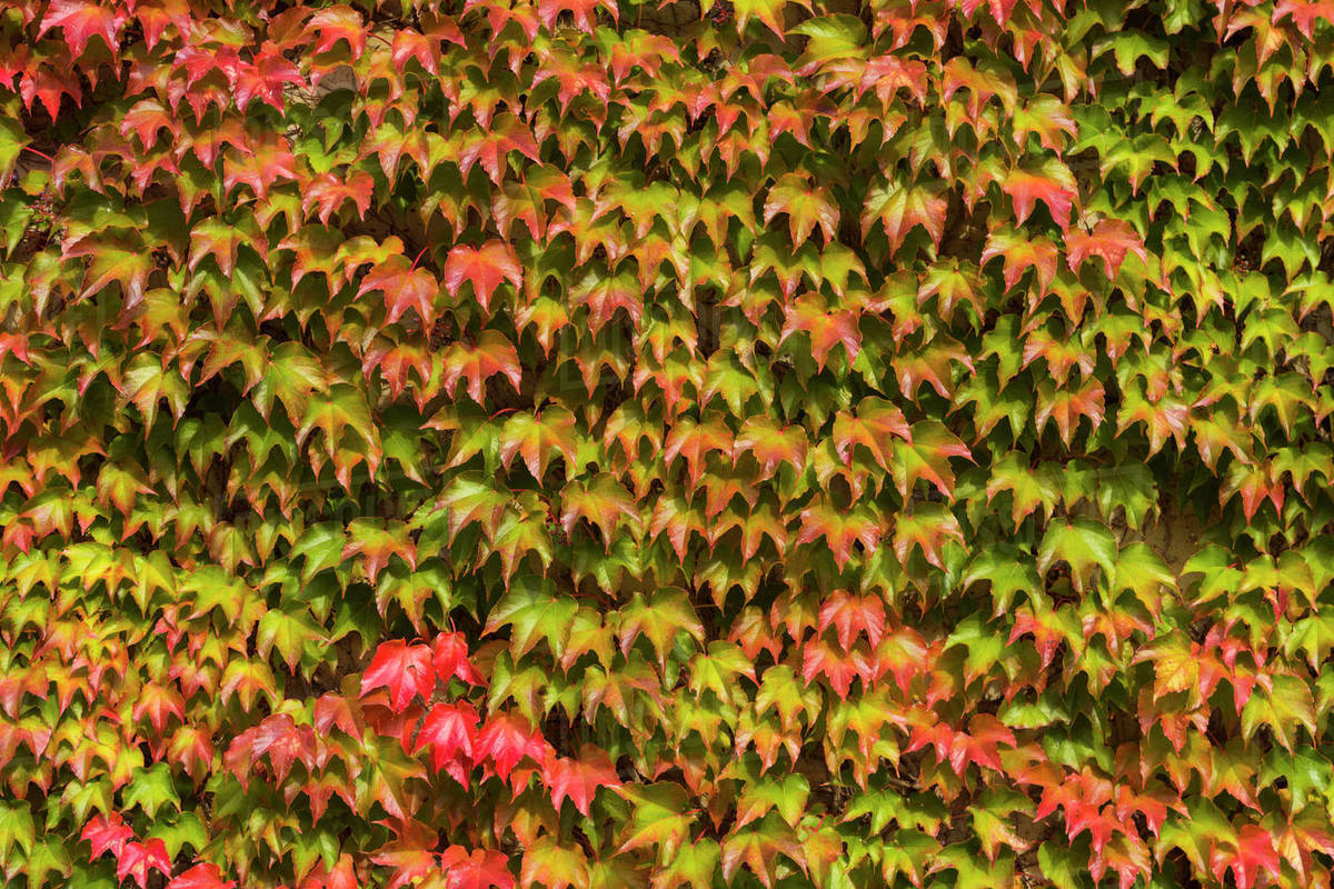 Japanese Creeper (Parthenocissus tricuspidata) Leaves on Wall in Autumn