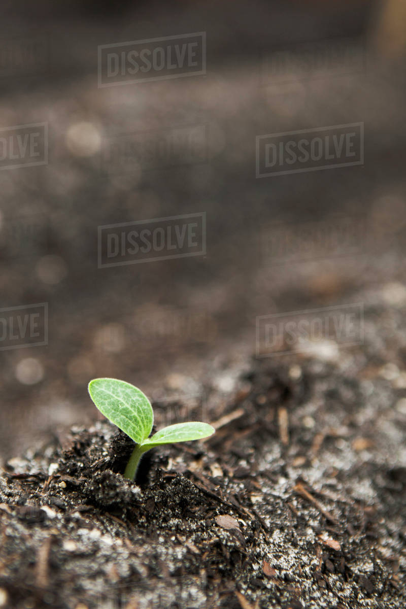 Closeup of seedling growing in dirt Stock Photo Dissolve