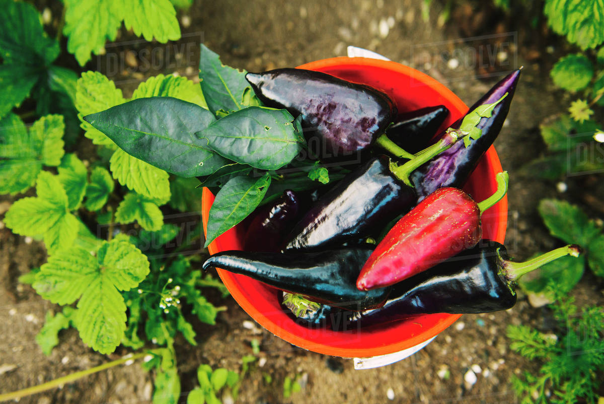 Bucket of peppers in vegetable garden Stock Photo Dissolve